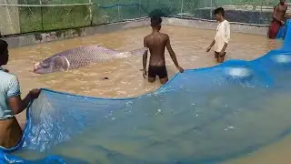 Fish Egg Hatching | Rohu fish Egg Collection | Full process of Breeding Of rohu fish