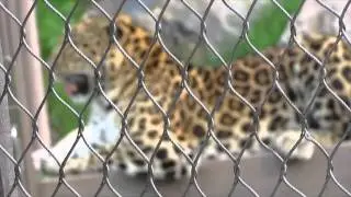 Granby Zoo (Quebec, Canada)