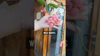 Wild Grapes: Not Worth the Risk #thevetpreneurvoice #wildgrapes #poisonousplants #poison #grape