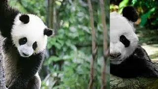 ...#cute panda family..panda zone..lovely panda..#animal loves#panda life