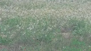 Little Bustard in the rain 130418