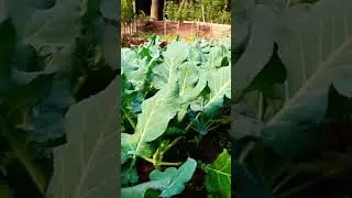 Red romaine lettuce and Kale ready for harvest while brocolli is still growing