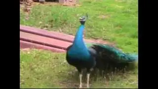 Peacock Sounds and Displays