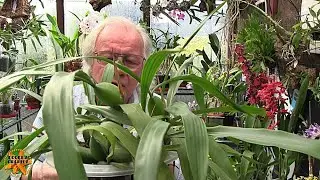 My Sunday Orchid Chat - Some Problems With Different Genera
