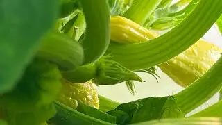 A new squash video 87