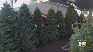 Gardening 101: Christmas trees