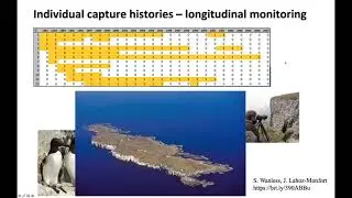 Capture-recapture models in JAGS - part 1