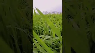 #sariki #boy #farming #saraki #💔💔🌷🌷🌷🥰🥰💥💥💫💫