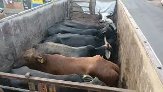  NOCUPETARO MICHOACAN PURA  CAJETA