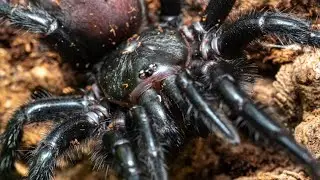 Macrothele calpeiana feeding. It's been a while. Well, ages.