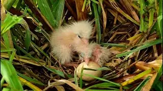 New Family Of Bittern Bird, Baby Bird Hatching