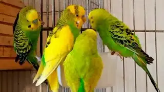 Funny Moments of Our Budgies Drinking Water