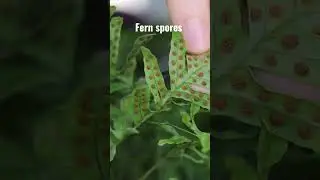 🪴 Fern Spores 🌿