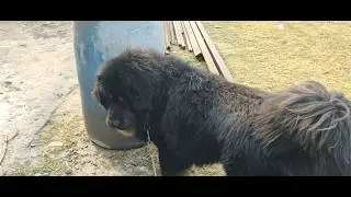 Saturday Walk with Mickey the Bhotia in Sanjay Jheel