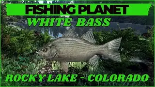 White Bass - Rocky Lake - Colorado - Fishing Planet