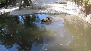 A Quiet Day in Nature 🐾 | Gentle Tapir
