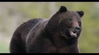 Wildlife Photography-Grizzly Bear Charging Boar-8K-Jackson Hole/Grand Teton Park/Yellowstone Park
