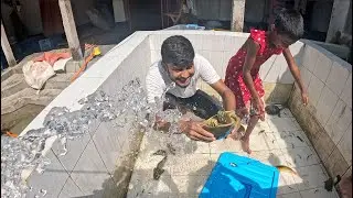 4K Relaxing Aquarium Video Koi Carp Fish, Tortoise Catching
