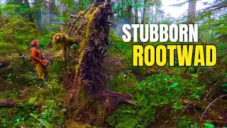 Old Growth Swamp | The only Snow Day in January 