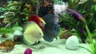 DISCUS FISH (kennys discus)