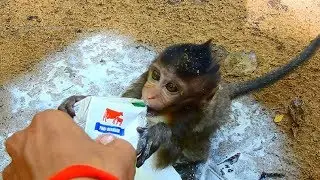 Million Pity Baby Lizza! Hungry Milk Long Days, Baby drink fresh from our Team, Feed Monkeys