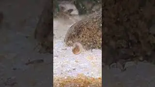 Have you seen such a cute snail 🐌 so near | Snail Video | Travel Olagam