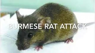 Burmese Rat Raid Sound Effect