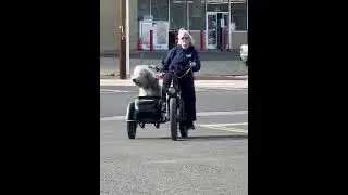 MODbike Easy bike and sidecar, get ya some #adventurepup #puppy #dogs #cutedog #dogsinsidecars