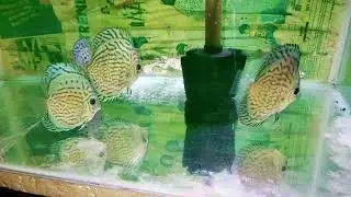 Majestic Blue Discus fish, Malaysian Direct Imports @ RM Aquatics, Andheri, Mumbai. 9004767602