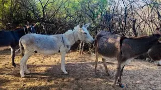 Pure Love Between Two Donkeys 🫏❤️ | A Beautiful Bond in Nature