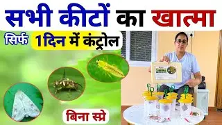 सभी कीटों का 💯कंट्रोल 🤗 बिना स्प्रे | thrips whitefly control | fruit fly control | leaf curl virus