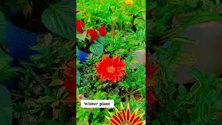 #new winter season plant Sabhi Prakar ke #new 2026 #phool wale paudhe Lagane ke liye #bonsai