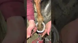 Don&rsquo;t forget to pick out your horses 🐎 feet! How often do you pick your horses feet out？ #farrier