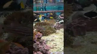 NEW FISH + TIDE POOLS +  2026 Plans #seacreatures #newfish