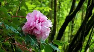 Peony Close Up Stock Footage | Beautiful Flower Fields Footage | Royalty Free Stock Videos in 2022