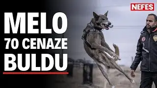 Kadavra k&ouml;peği Melo, 70 cenaze buldu