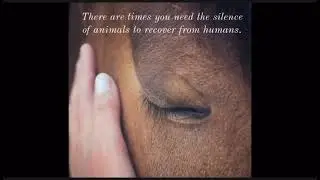 Horse quotes and memes to add to your camera roll!!