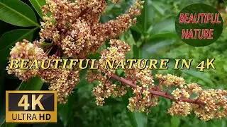 BEAUTIFUL FLOWERS IN NATURE 4K ULTRA HD||SLOW MOTION PEACEFUL FLOWERS