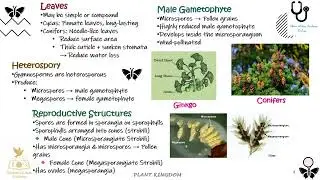 Plant Kingdom (Part 5) Class 11 Biology | NEET 2026 | Gymnosperms | Naked Seed Plants Explained