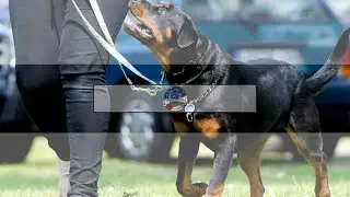 Bulletproof Dog Training Introduction