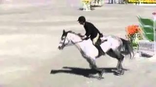 Video of Creativo ridden by Daniel Geitner from ShowNet!