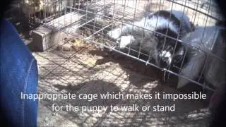 Canton Dog Alley - An Animals' Angels Investigation