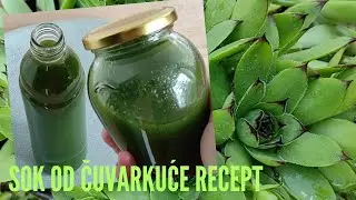 SOK OD ČUVARKUĆE RECEPT/ čuvarkuća i med kao lijek