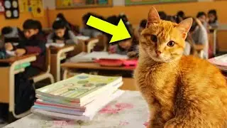 Stray Cat Came To a Math Class Every Day, Then The Unimaginable Happened!
