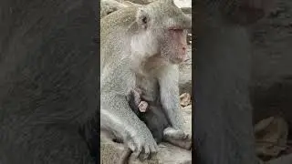 JONNA Newborn Baby Monkey Getting Pure Milk From Jane #Shorts #13