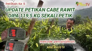 Update Performa Cabe Dipa Usia 115 HST l buah semakin lebat pada petikan ke 5 119,5 kg sekali petik