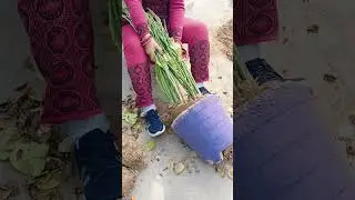 🌿👍viral video ruf garden #pets #gardening pilant cearruf garden 🌿🏡