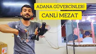 YENİ İHALE KUŞ MEZATİ ADANA G&Uuml;VERCİNLERİ