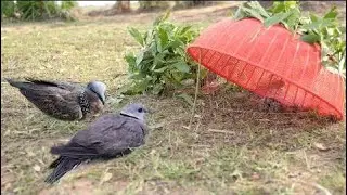 How To Catch Birds Using Plastic Tray Cover - Best Bird Trap Homemade In Cambodia