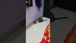 cat drinking milk #cat #funny #viral #catshorts